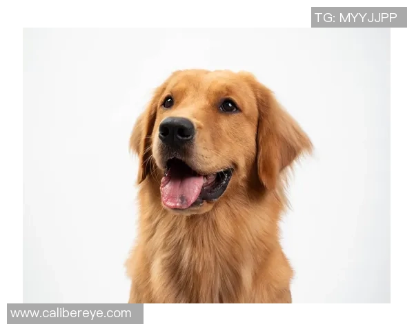 金毛犬在足球场上的明星表现与知名球员盘点